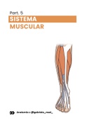 notas de clase de sistema muscular
