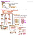 Class notes about abdominal wall