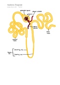 Nephron Diagram
