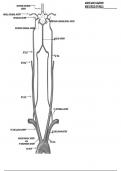 Labeled Diagram of the Aortic Arch and the Circle of Willis Arterial Anatomy