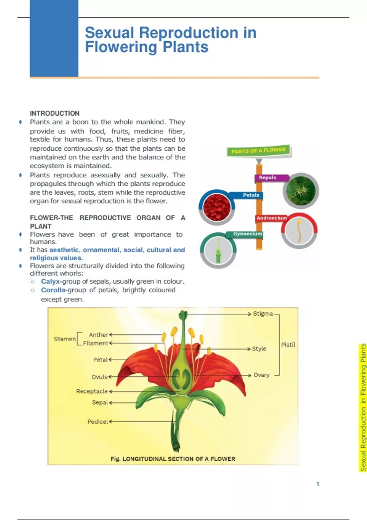 Understanding Sexual Reproduction in Flowering Plants: A Detailed ...