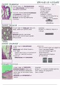 Green Simple Epithelial Notes 