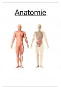 Samenvatting anatomie 