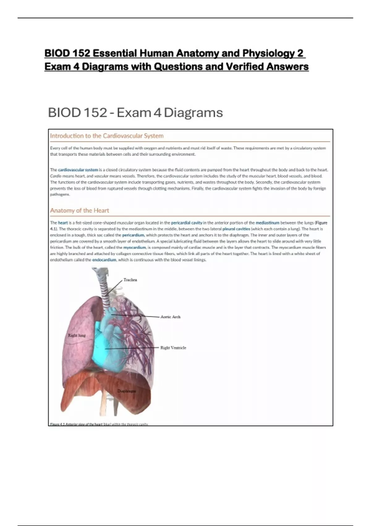 BIOD 152 Essential Human Anatomy and Physiology 2 Exam 4 Diagrams with ...
