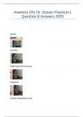 Anatomy 201 Dr&period; Essian Practical 1 Question & Answers 2025