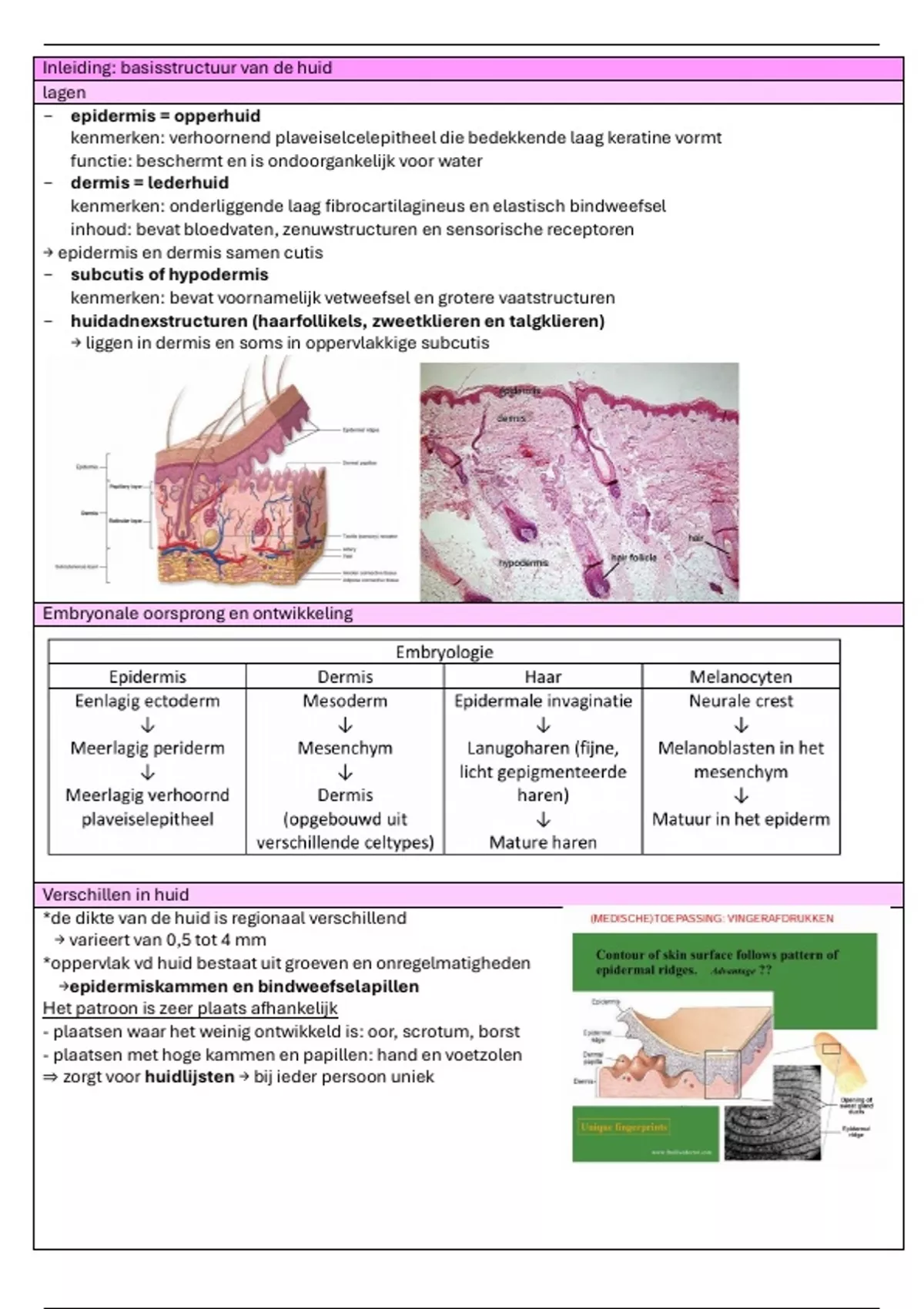 Elastiek Met Haak Elastische Touwen Met Haken - Voor Dekzeilen En Camping -  12 Elastiek Banden Bal, image size:1200x1700