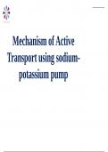 Sodium potassium pump