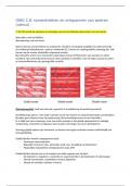 OWG 2&period;8 spieren van de uterus