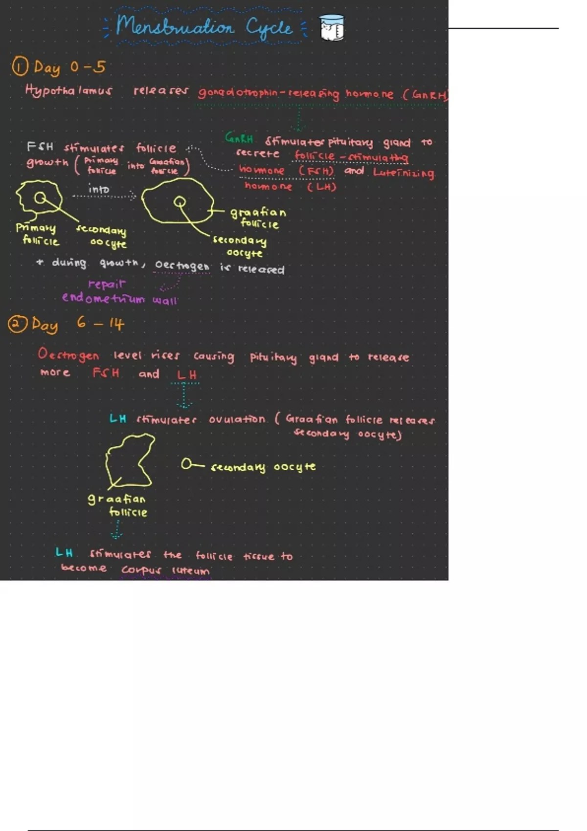 Menstrual Cycle and Gametogenesis - Stuvia US