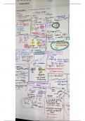 Inflammation 