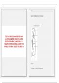 TEST BANK FOR MARIEB HUMAN ANATOMY & PHYSIOLOGY&comma; 12TH EDITION BY KATJA HOEHN ALL CHAPTERS INCLUDED&vert;&vert; LATEST AND COMPLETE UPDATE 2025 GRADED A&plus; 