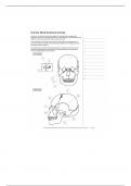 BIOL 223 Human Skull Anatomy Activity 