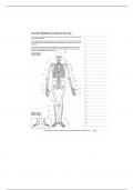 BIOL 223 human  skeleton anatomy activity&period;