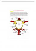 BIOL 223 Vasculature of the Vertebral Column Summary 