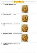 Cranial Nerves