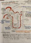 Excretion concept clearance 