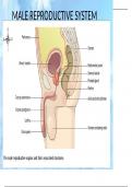 Class notes anatomy   CBSE Class XII Science &lpar;Biology&rpar; Study Notes &vert; Concise Handbook for Class 12