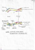 Diagrams of attachments of bones &lpar; upper limb &rpar; 
