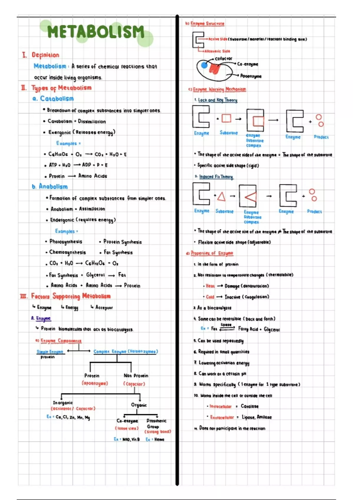 Summary Metabolism & Enzymes - Complete Biology Notes for Grade 10-12 ...
