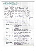 Abitur Lernzettel - Neurobiologie - Biologie Leistungskurs