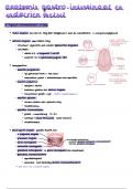 Samenvatting lessen, slides (en cursus) anatomie gastro