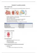 Samenvatting - Anatomie 3&colon; vasculaire anatomie