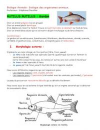 Biologie Animale L1(gardon,souris,grenouille,criquet,langoustine)