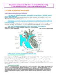 Le coeur : contrôle de l'activité cardiaque et du débit sanguin