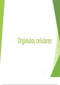Organelos celulares