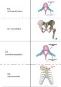 Flashcards anatomie BOKS 3&4 fysiotherapie jaar 1