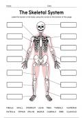 GCSE Biology &ndash; Skeletal System Labelling Worksheet &lpar;ADHD-Friendly Printabl
