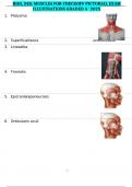BIOL 348&colon; MUSCLES FOR CHECKOFF PICTORIAL EXAM ILLUSTRATIONS GRADED A&plus; 2025