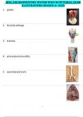 BIOL 348 RESPIRATORY SYSTEM WWU M PICTORIAL EXAM ILLUSTRATIONS GRADED A&plus; 2025