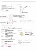 Samenvatting h6&colon; Gluconeogenese - Biochemie