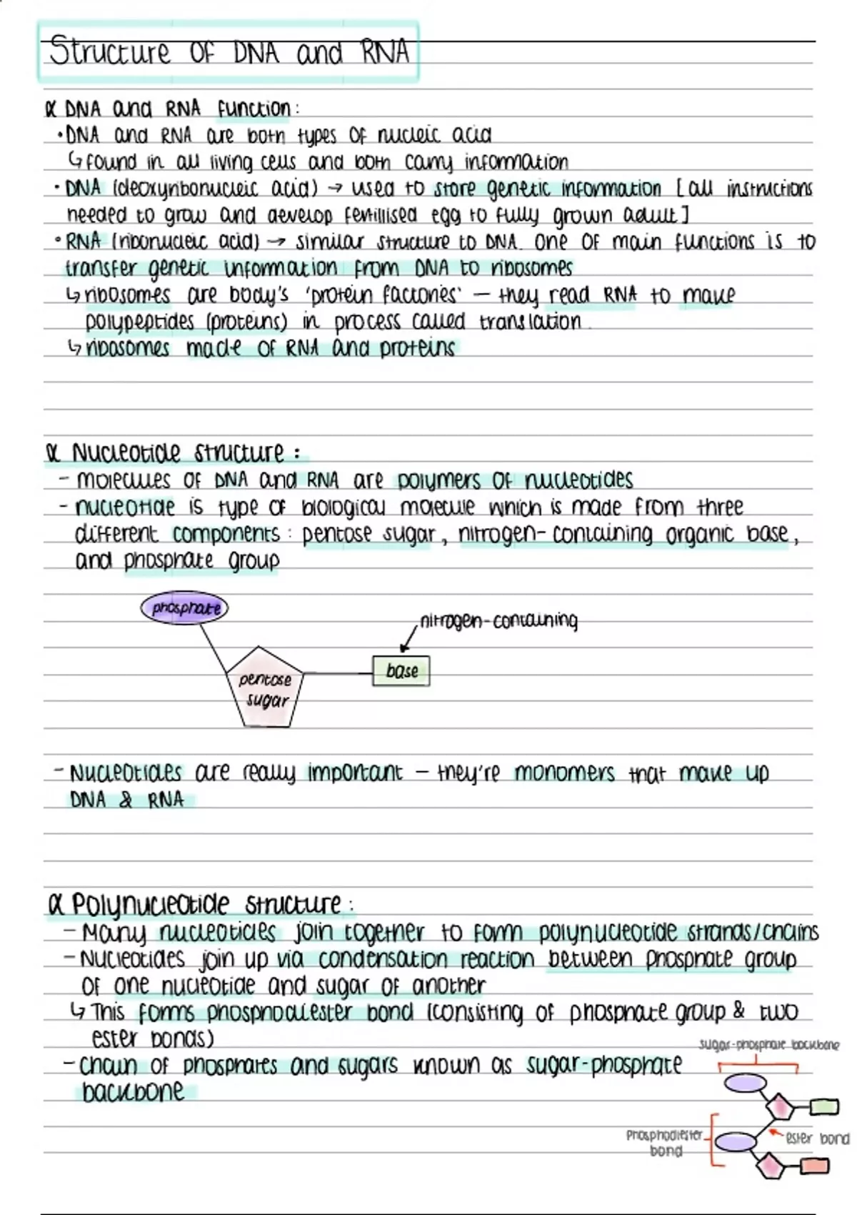 Summary DNA & RNA biology a-level notes AQA - Unit 1 - Biological ...