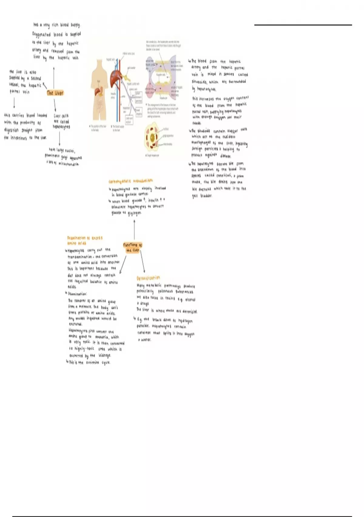 Summary notes on A level Biology Liver, Kidneys and Excretion - OCR A ...
