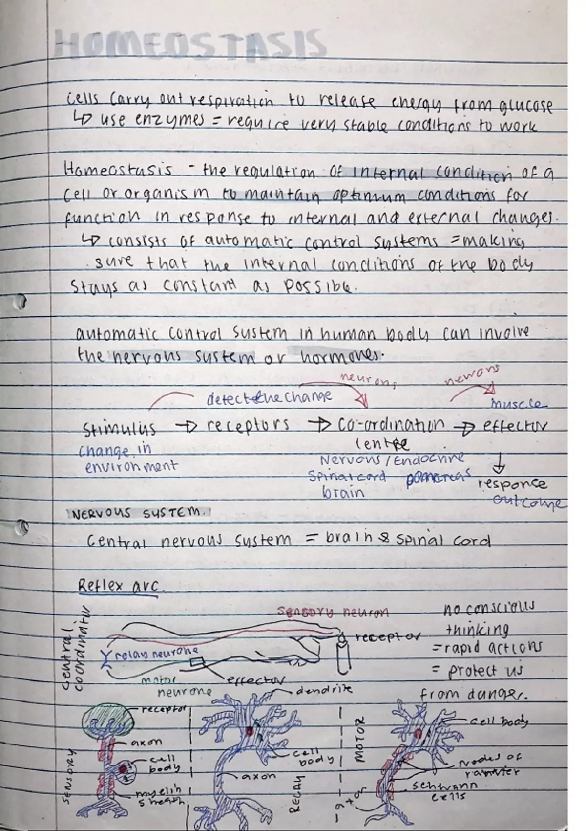 GCSE Biology – Homeostasis Topic – Complete Revision Notes – Academic ...