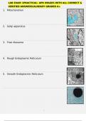 LAB EXAM 1PRACTICAL&colon; APR IMAGES WITH ALL CORRECT & VERIFIED ANSWERS&sol;ALREADY GRADED A&plus;
