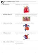 A&P 2 Lab 3 Circulatory system