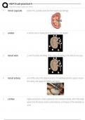 A&P II Lab practical 3