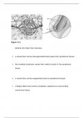 ANAT260 Lab Quiz Study Guide West Coast University
