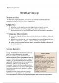 Struthanthus sp o yerba pajarito