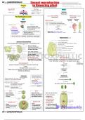 Noty notes 