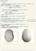 Samenvatting Osteologie de Schedel REVAKI