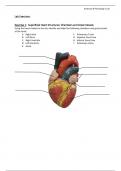 Exercise 1 Superficial Heart Structures Chambers and Great Vessels