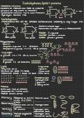 AQA A-Level Biology Biological Molecules Revision Notes