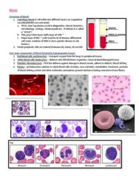 Blood and Haemopoeitic Tissue summary