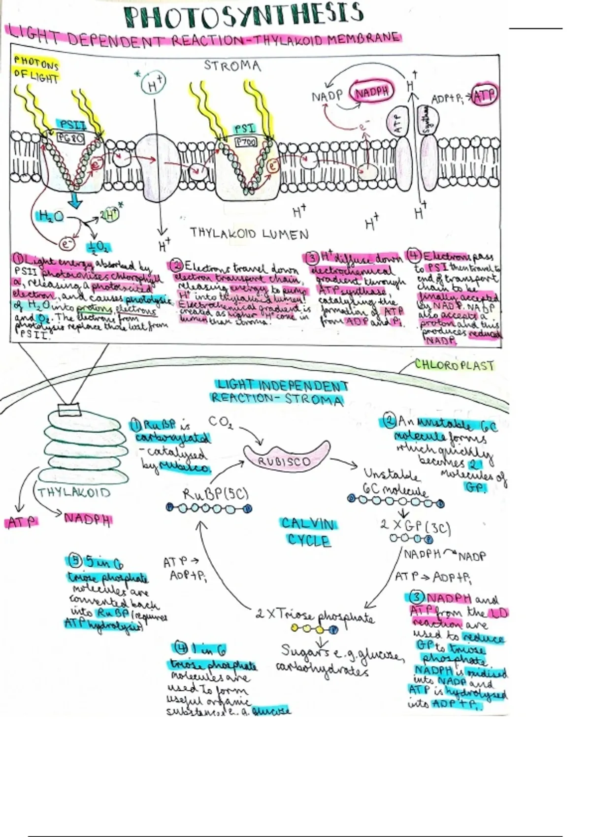 Summary Photosynthesis - AQA A level Biology - Unit 5 - Unit 5 - Energy ...