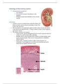 Histology of the collecting system &sol; urinary tract