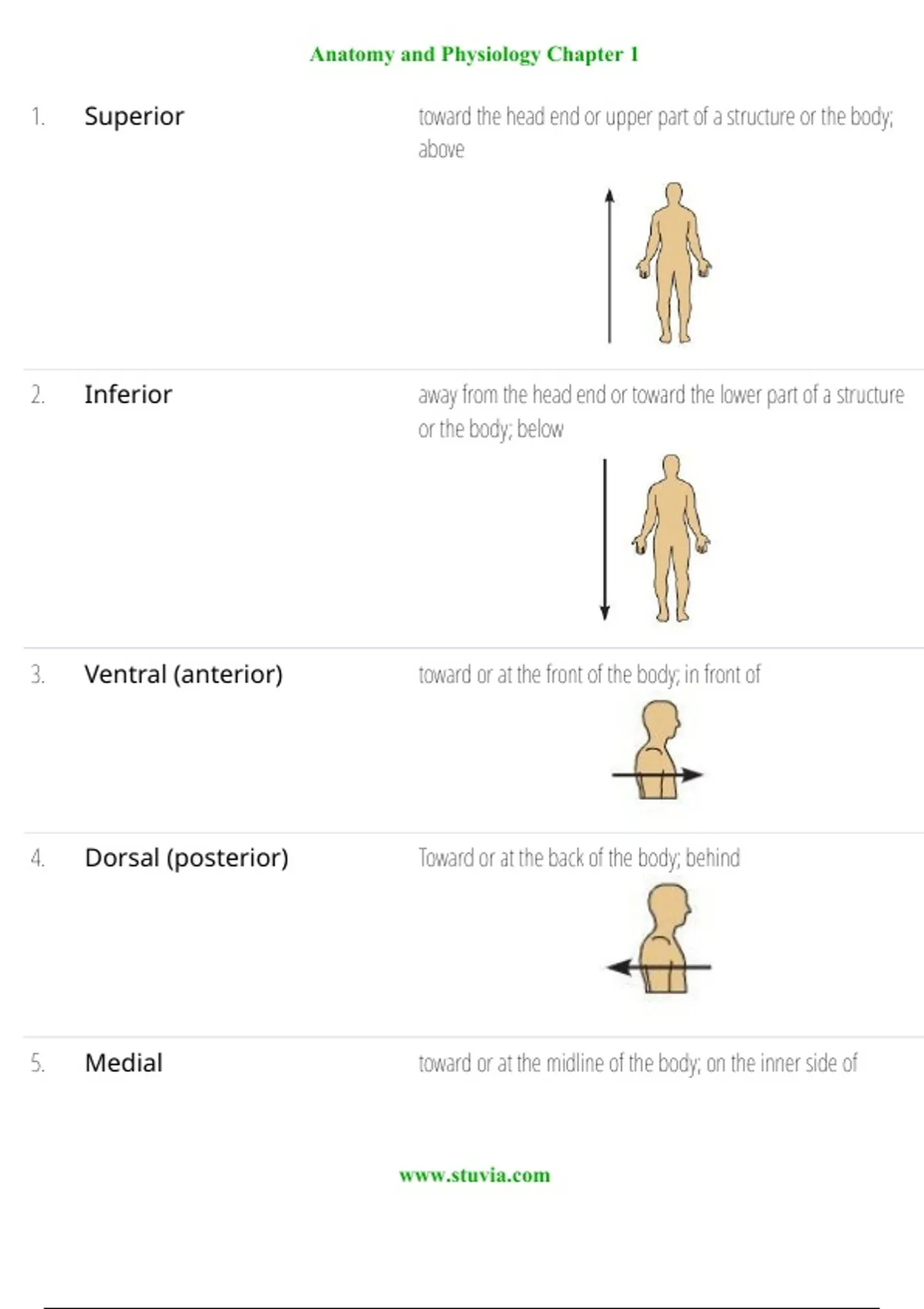 Anatomy and Physiology Chapter 1 (2025/2026 Study Guide with Verified ...